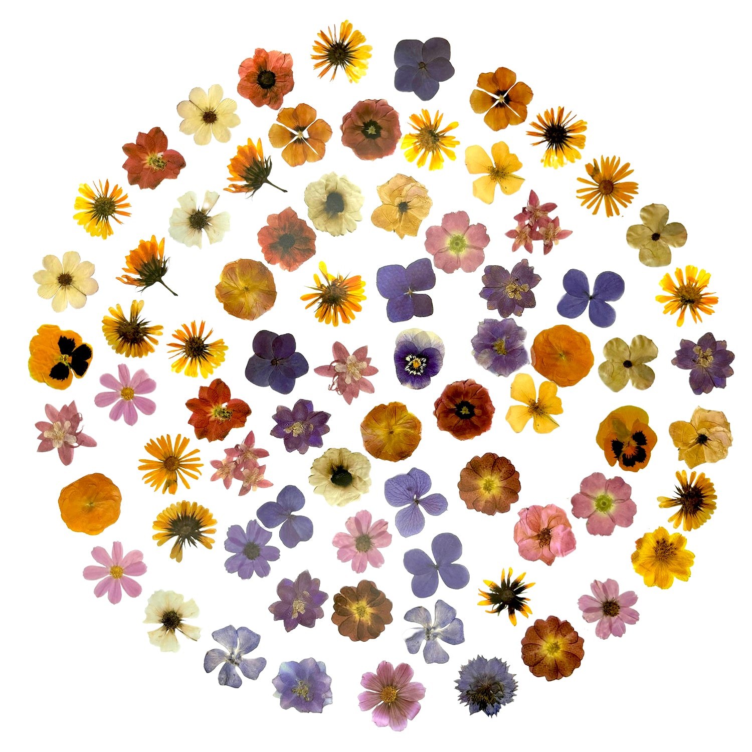 100 Pcs Vintage Pressed Flower PET Stickers
