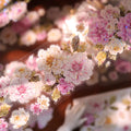 Floral Decorative Tape Rolls- Peach Mist