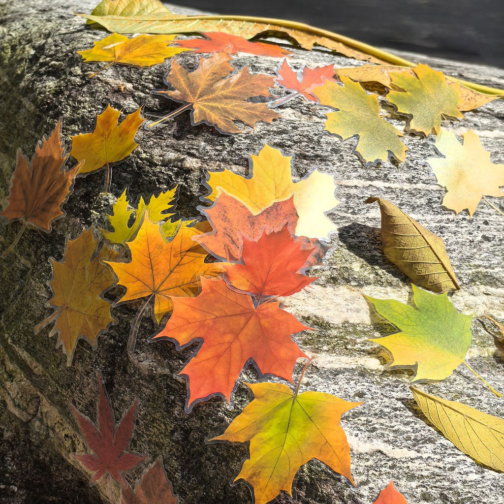 15 Pcs Autumn Leaf PET Stickers FYJJ