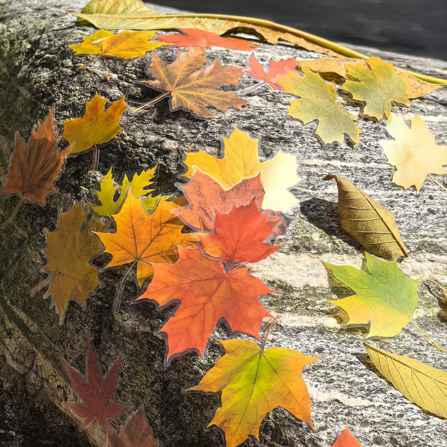 15 Pcs Autumn Leaf PET Stickers FYJJ