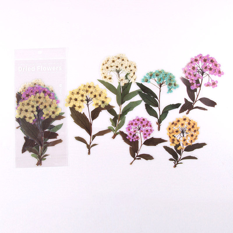 6 Pcs  Large Pressed Wildflowerw Stickers CFHYB