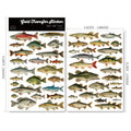 2 Sheets Waterproof Rub on Stickers - Lure Fish