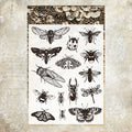 Clear Silicone Stamp STM533