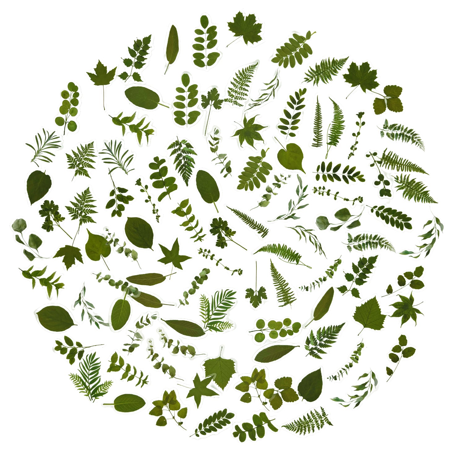 100 Pcs Natural Forest Greenery Leaves Stickers