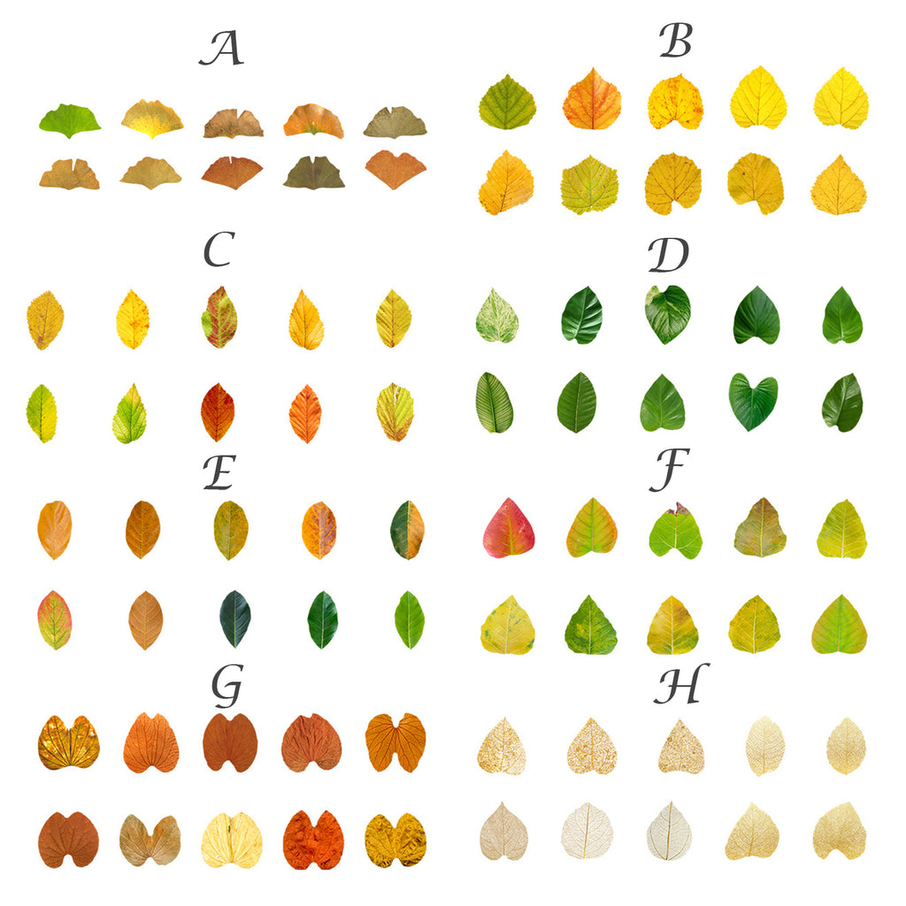 50 Pcs Fallen Leaves Washi Stickers