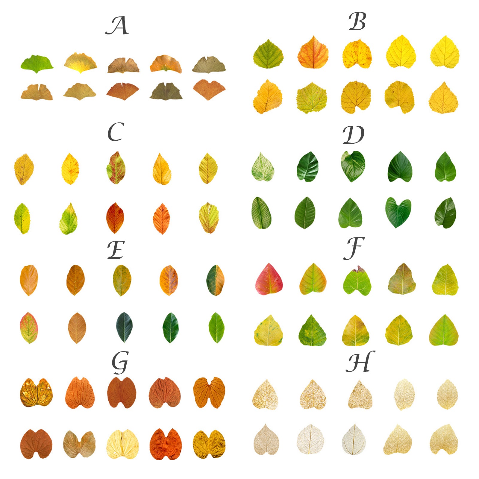 50 Pcs Fallen Leaves Washi Stickers