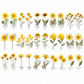 30PCS Sunflower Message transparent PET flower stickers on white