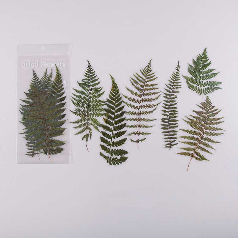 6 Pcs Large Pressed Fern Stickers CFHYE
