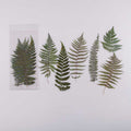 6 Pcs Large Pressed Fern Stickers CFHYE
