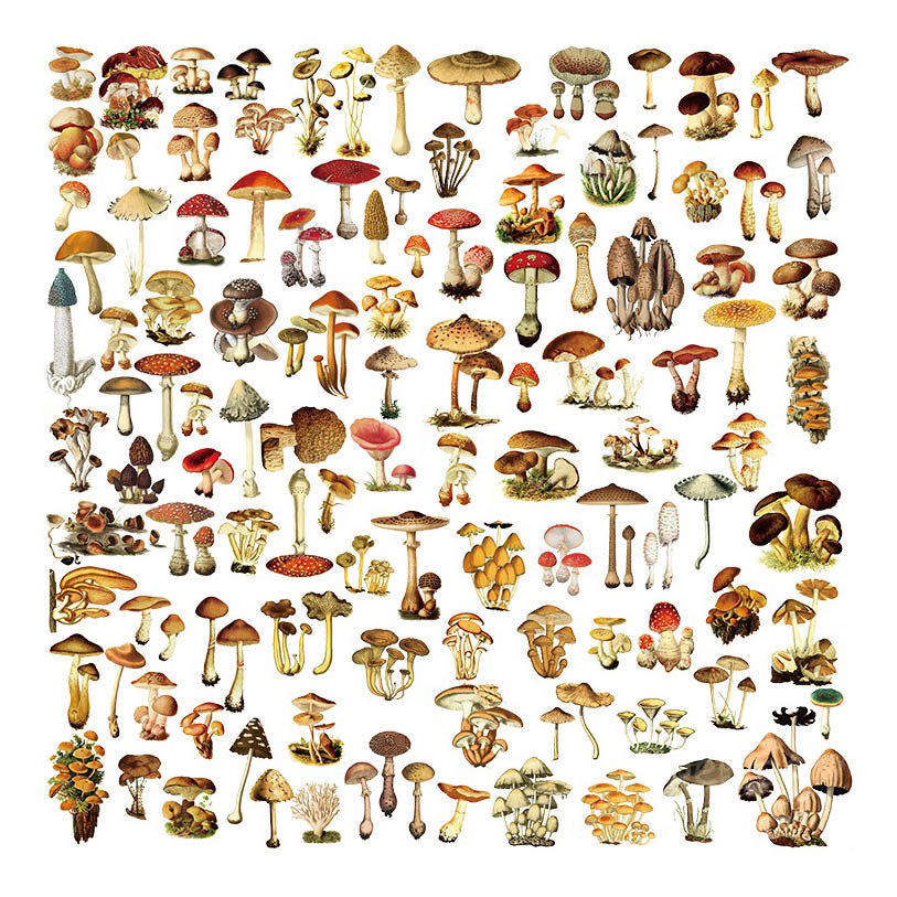Mootu Mushroom Vellum Stickers